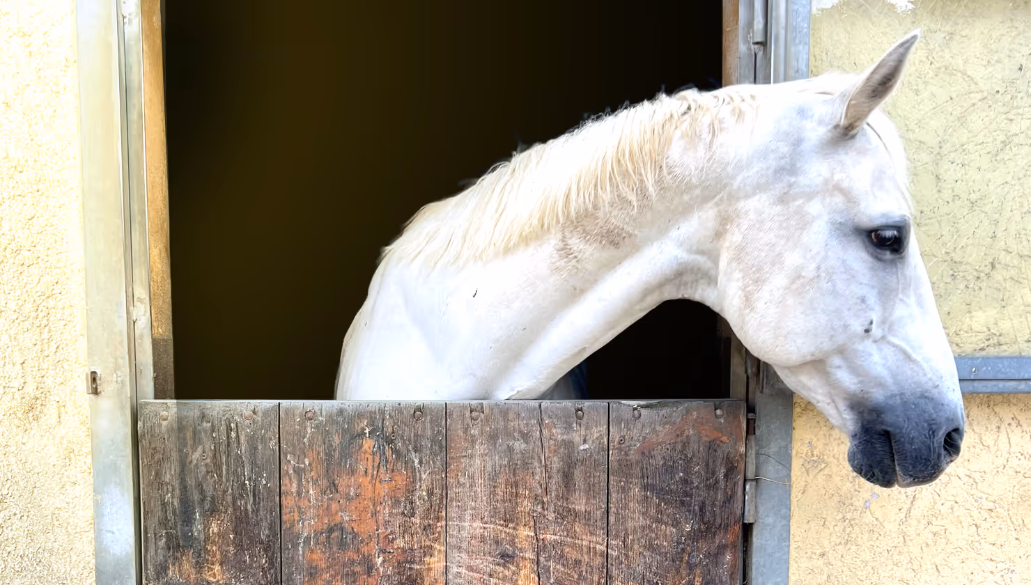 Pferd schaut aus einer schönen Aussenbox auf dem Hofgut Süßer Grund