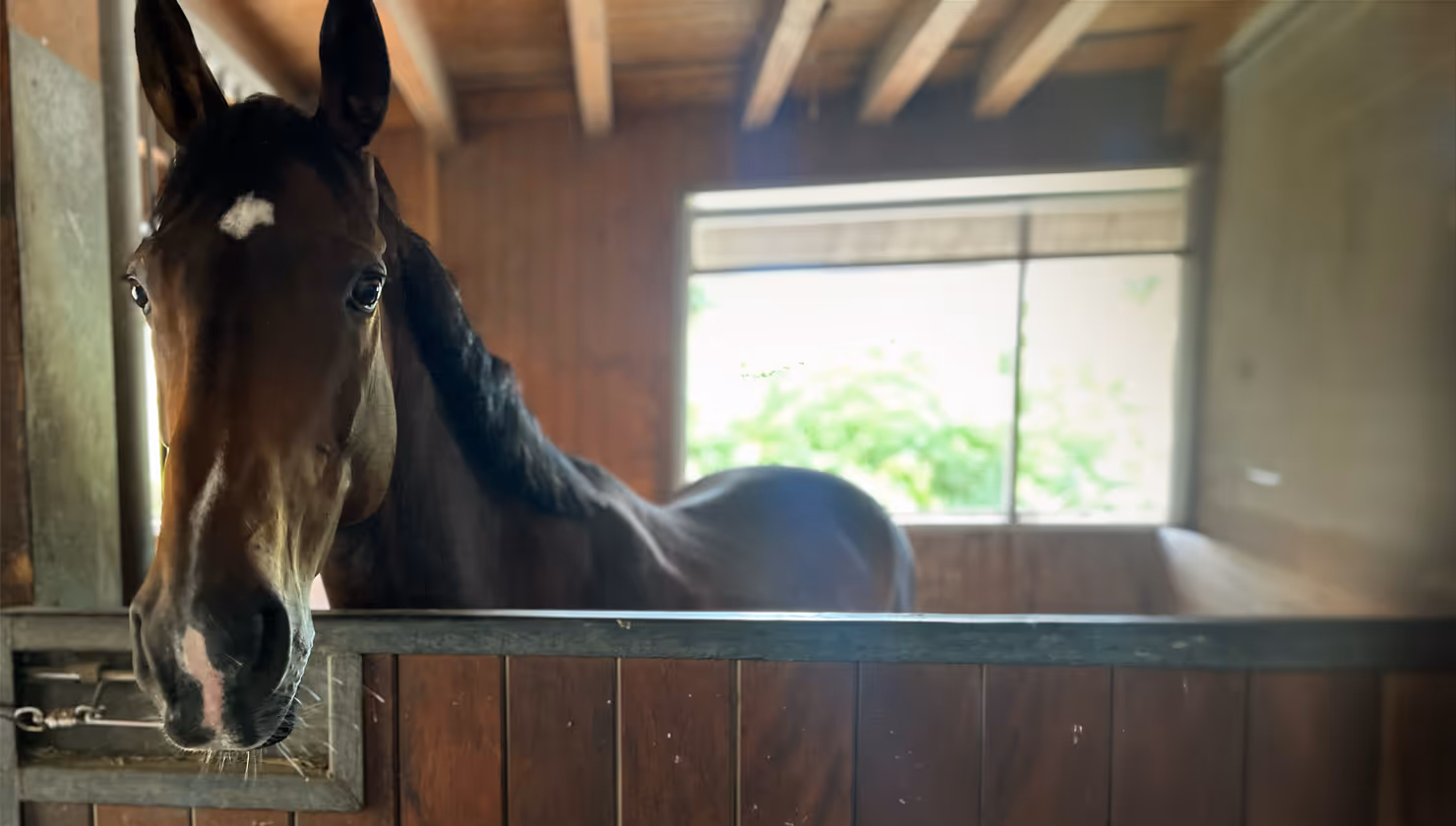 Schönes Pferd blickt zufrieden aus einer Innenbox mit Fenster auf dem Hofgut Süßer Grund