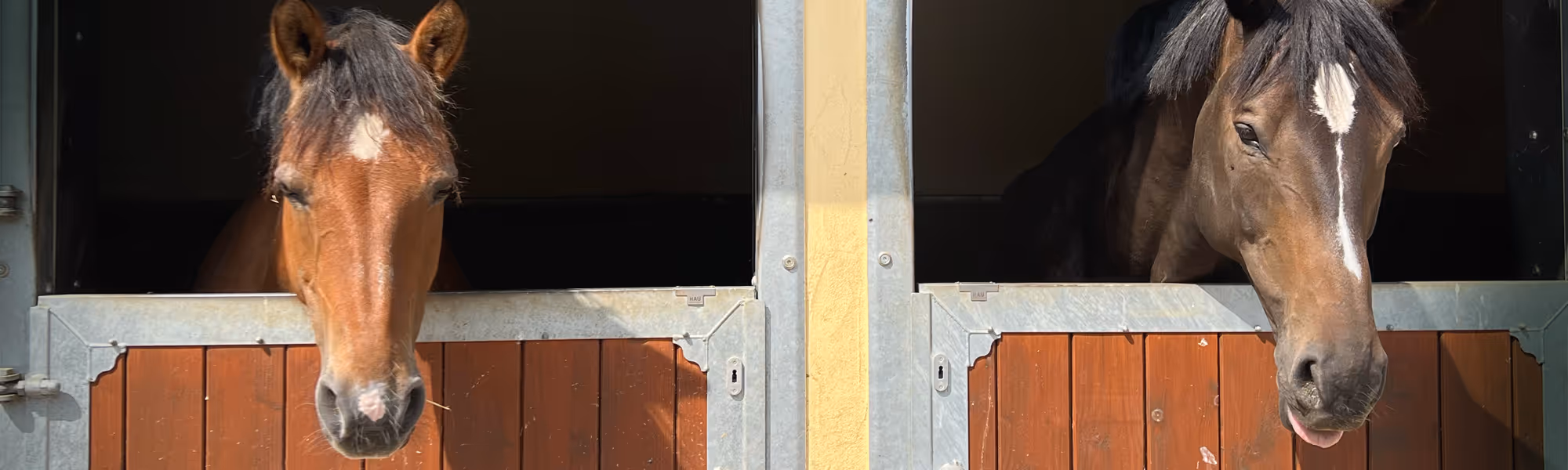 Zwei schöne Pferde blicken aus Ihrer Aussenbox auf dem Hofgut Süßer Grund