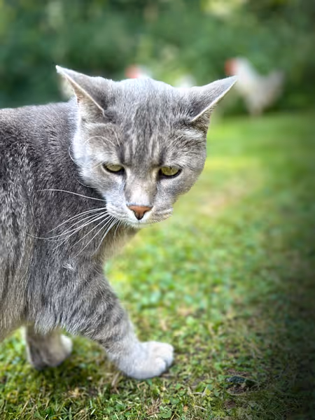 Hofkatze erforscht das Hofgut Süßer Grund