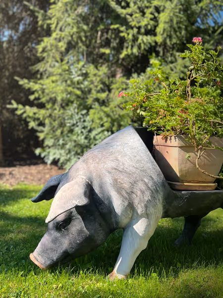 Anton das Blumenschweinchen auf dem Hofgut Süßer Grund