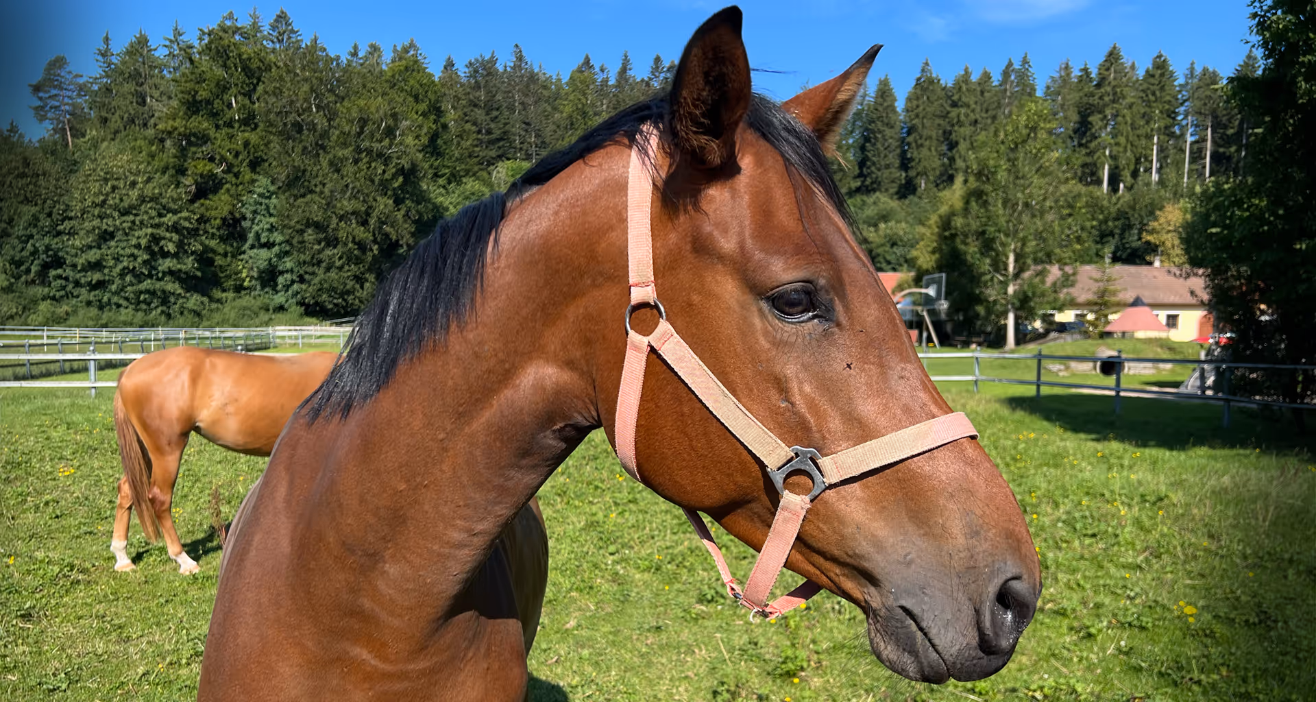 Braunes Pferd im Sonnenschein auf der Koppel auf dem Hofgut Süßer Grund