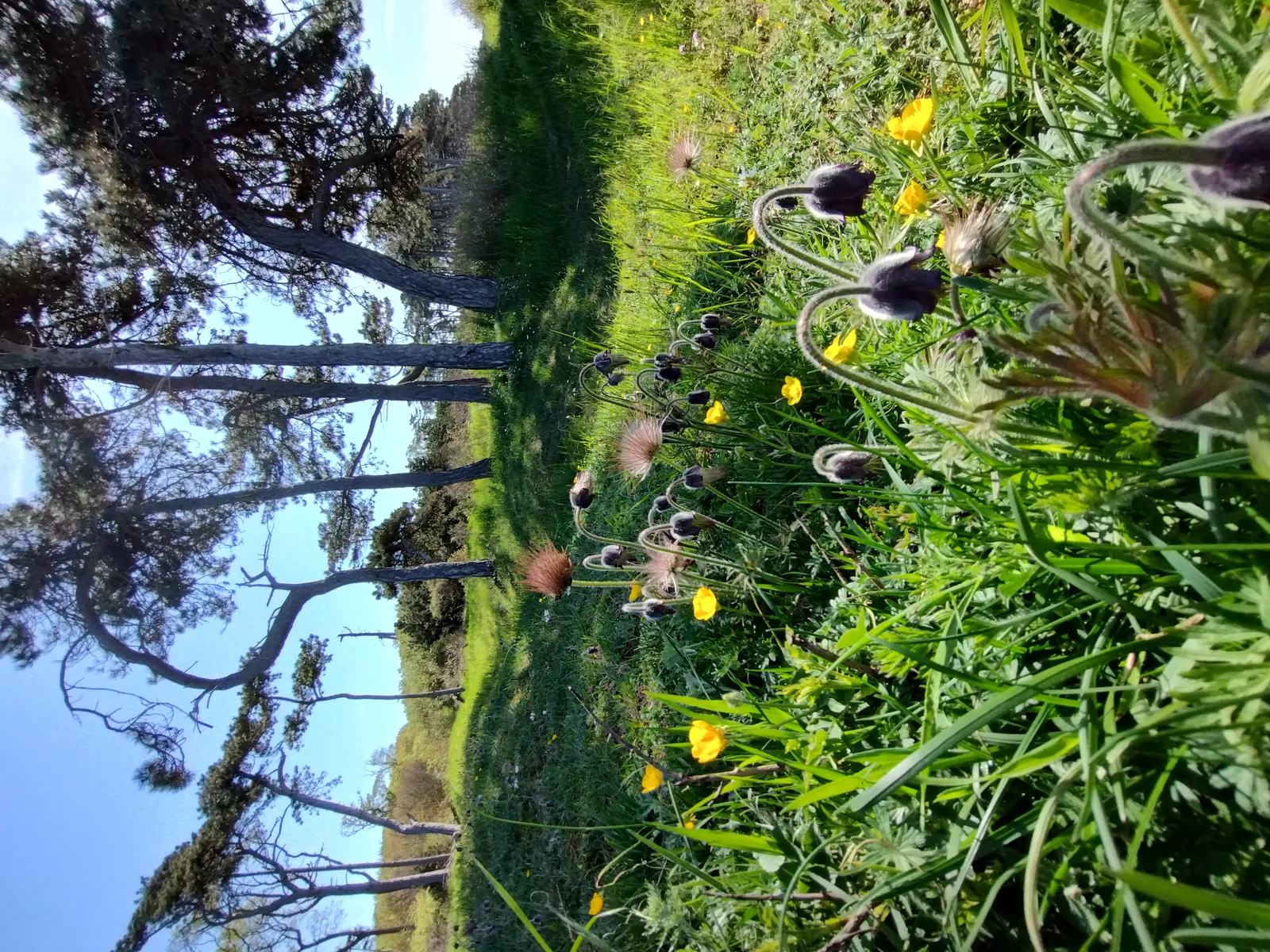 Bildsø Camping – Campingplatz in Dänemark – Bild 3