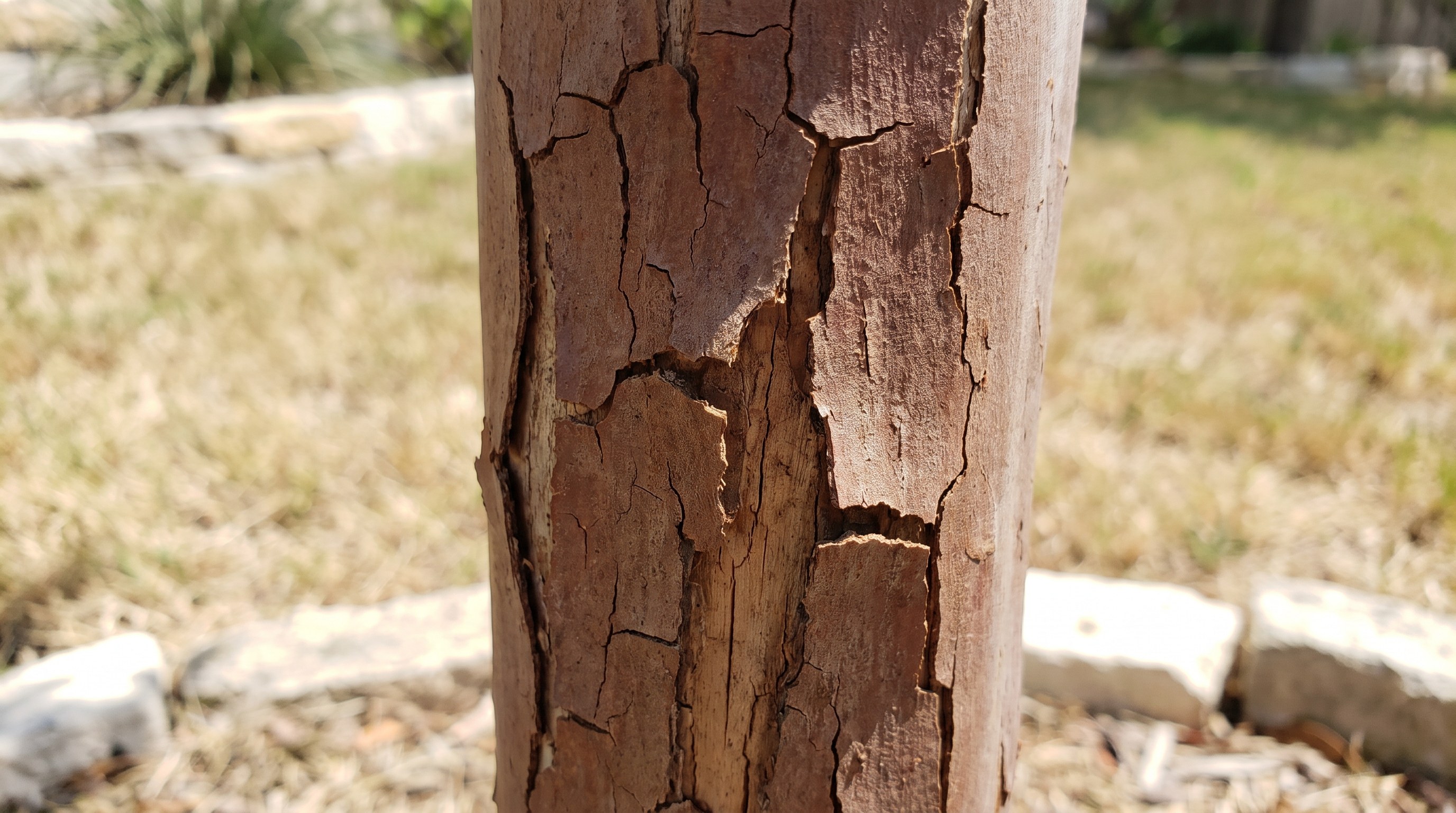 Sunscald bark damage on a tree trunk in Austin Texas