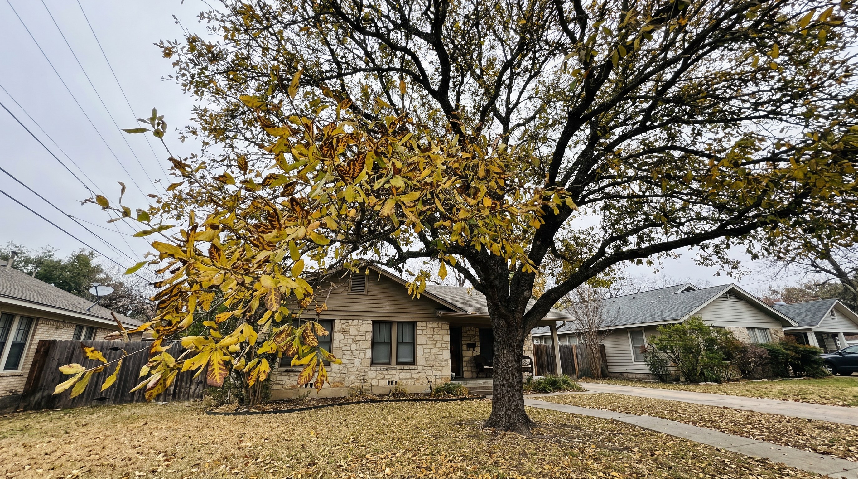 Live oak tree showing signs of oak wilt disease in Austin Texas