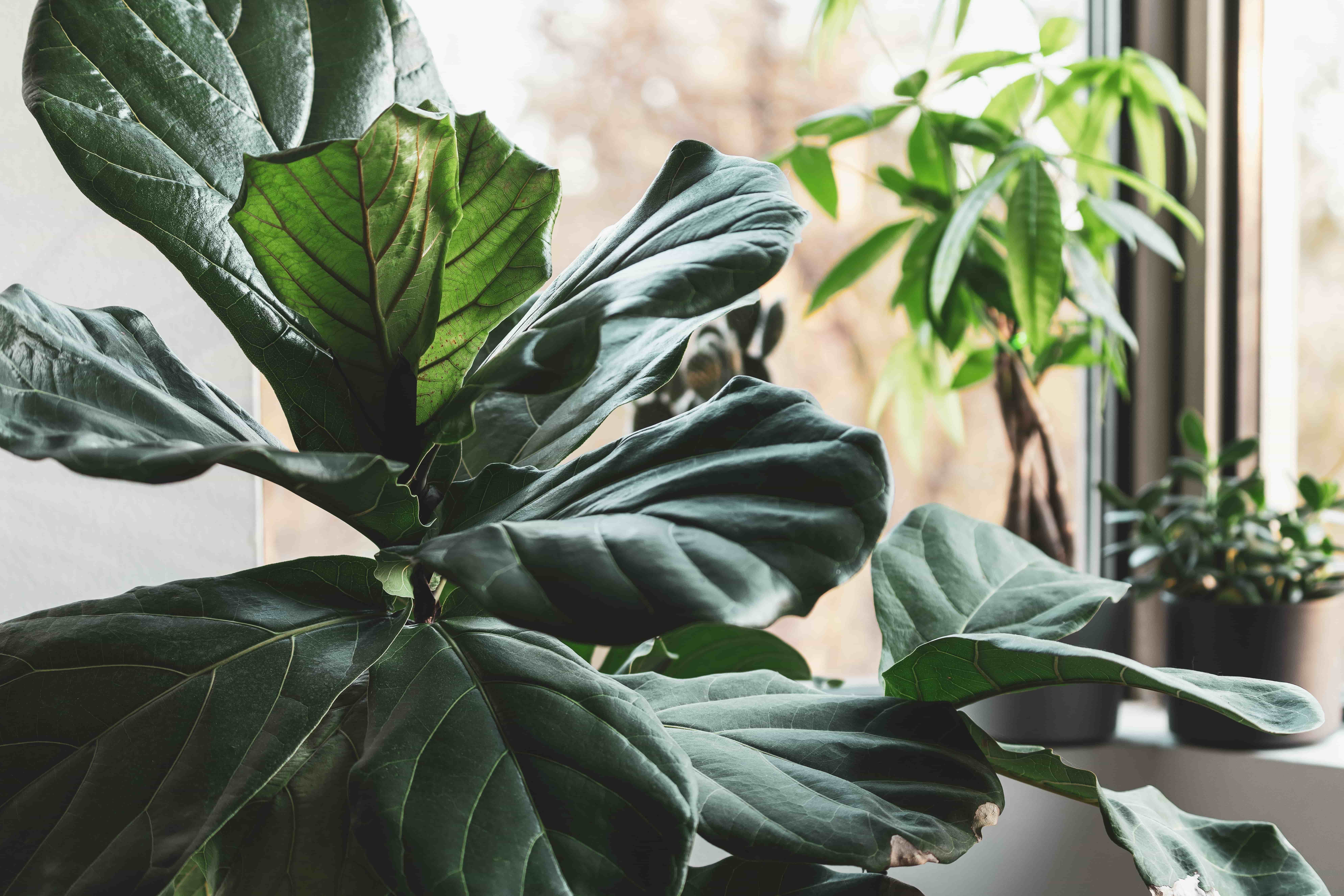 Water.Day_green houseplants
