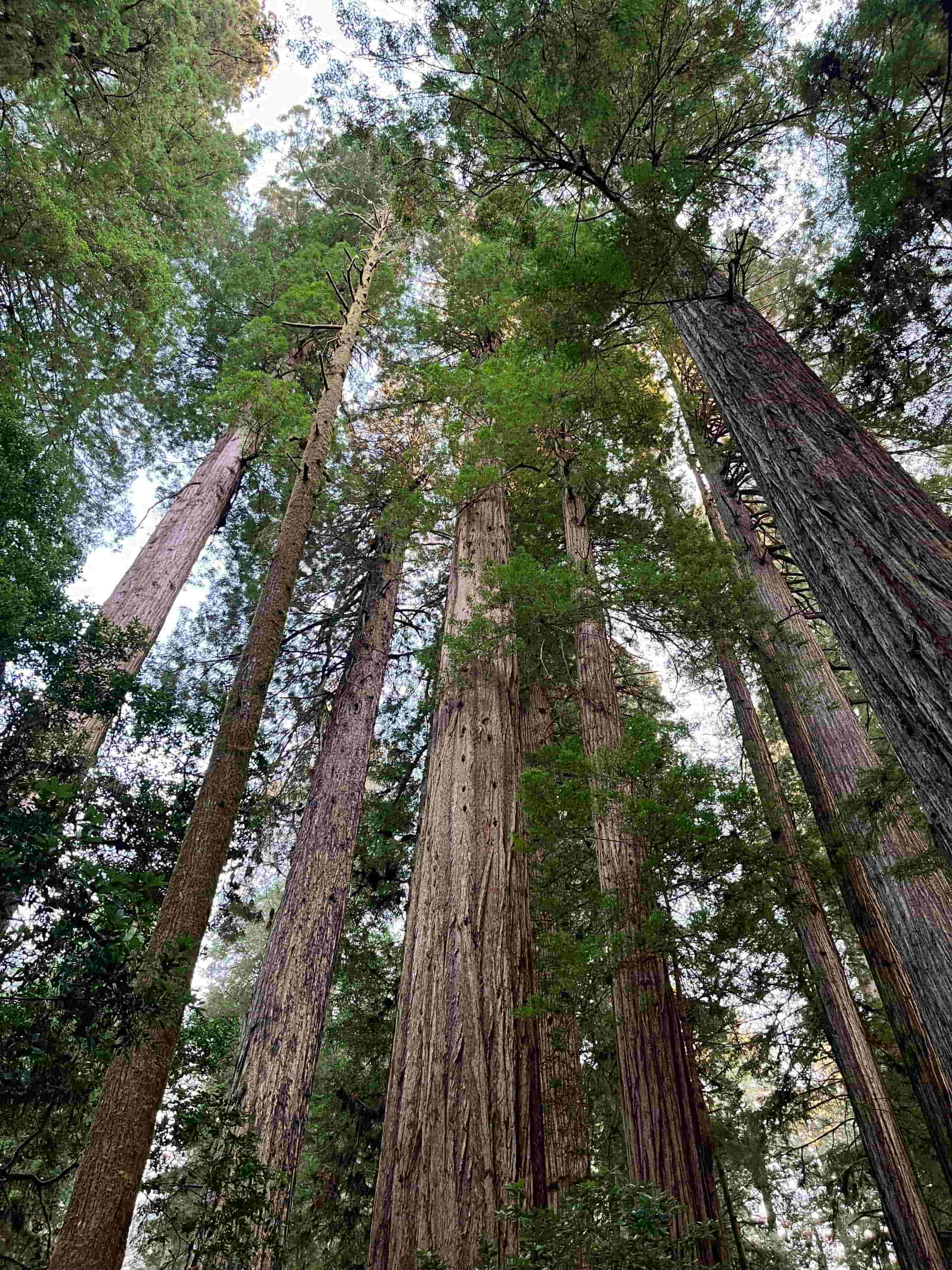 Water.Day_trees in Redwood Forest California