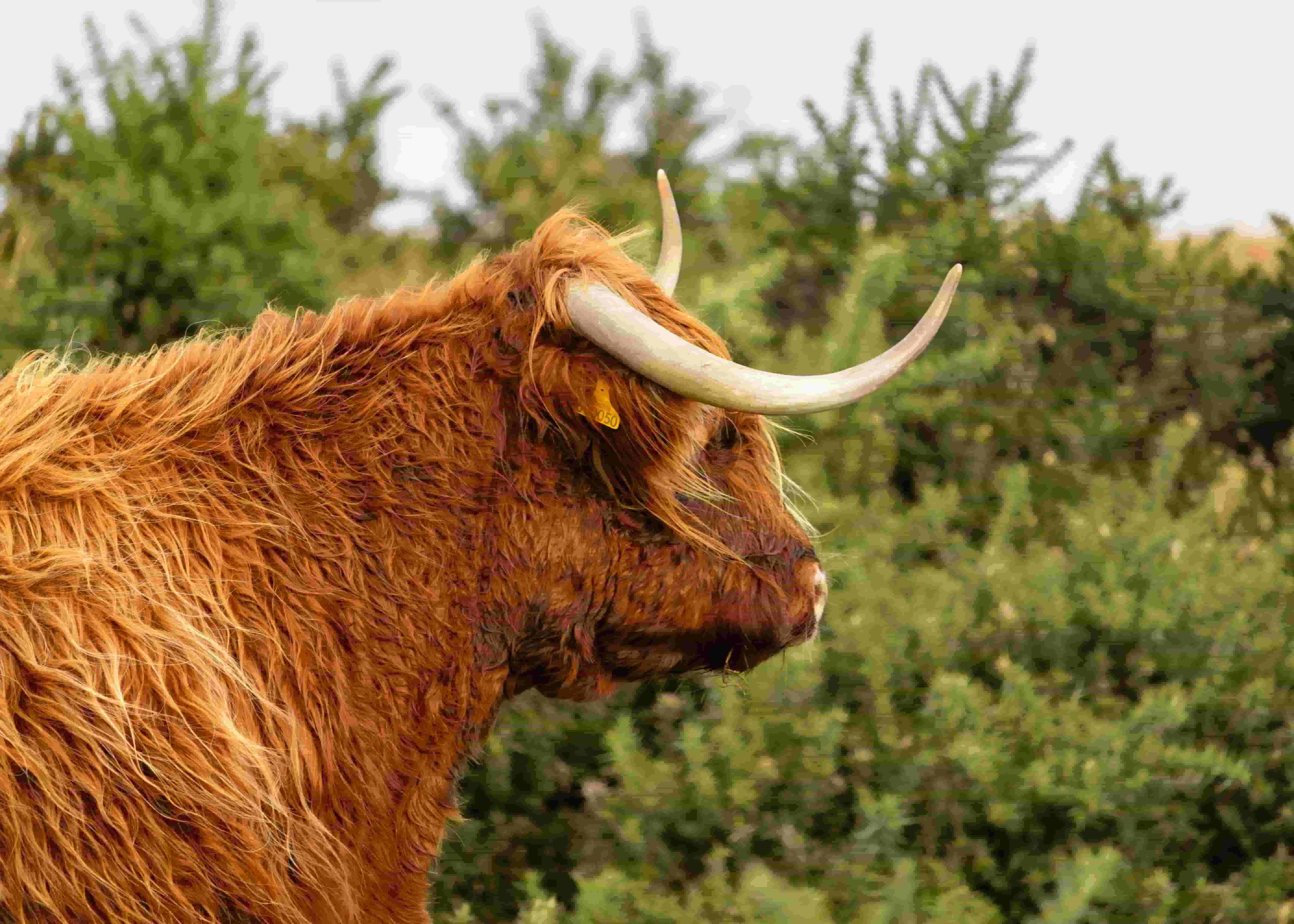 Water.Day_cattle in the UK