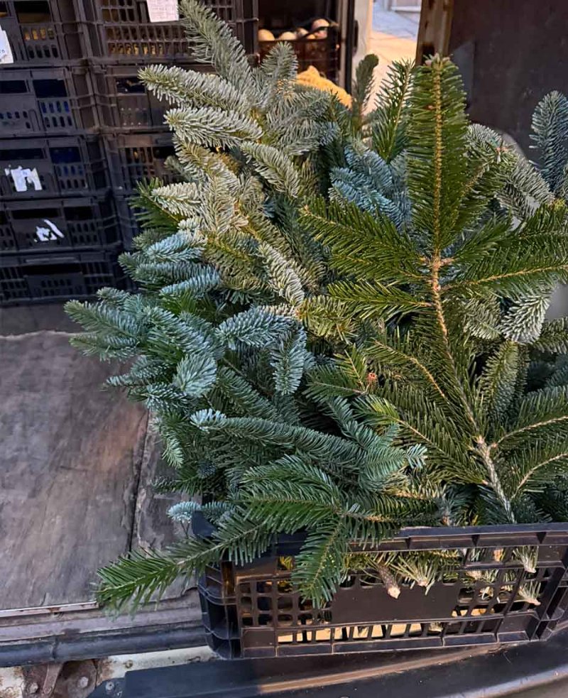 Christmas tree branches. 