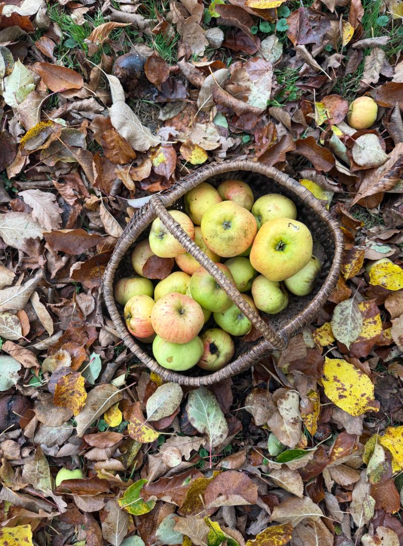 apples in basket