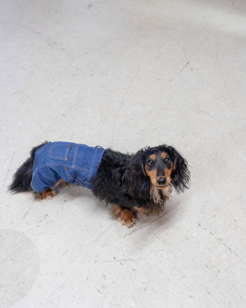 sausage dog wearing jeans