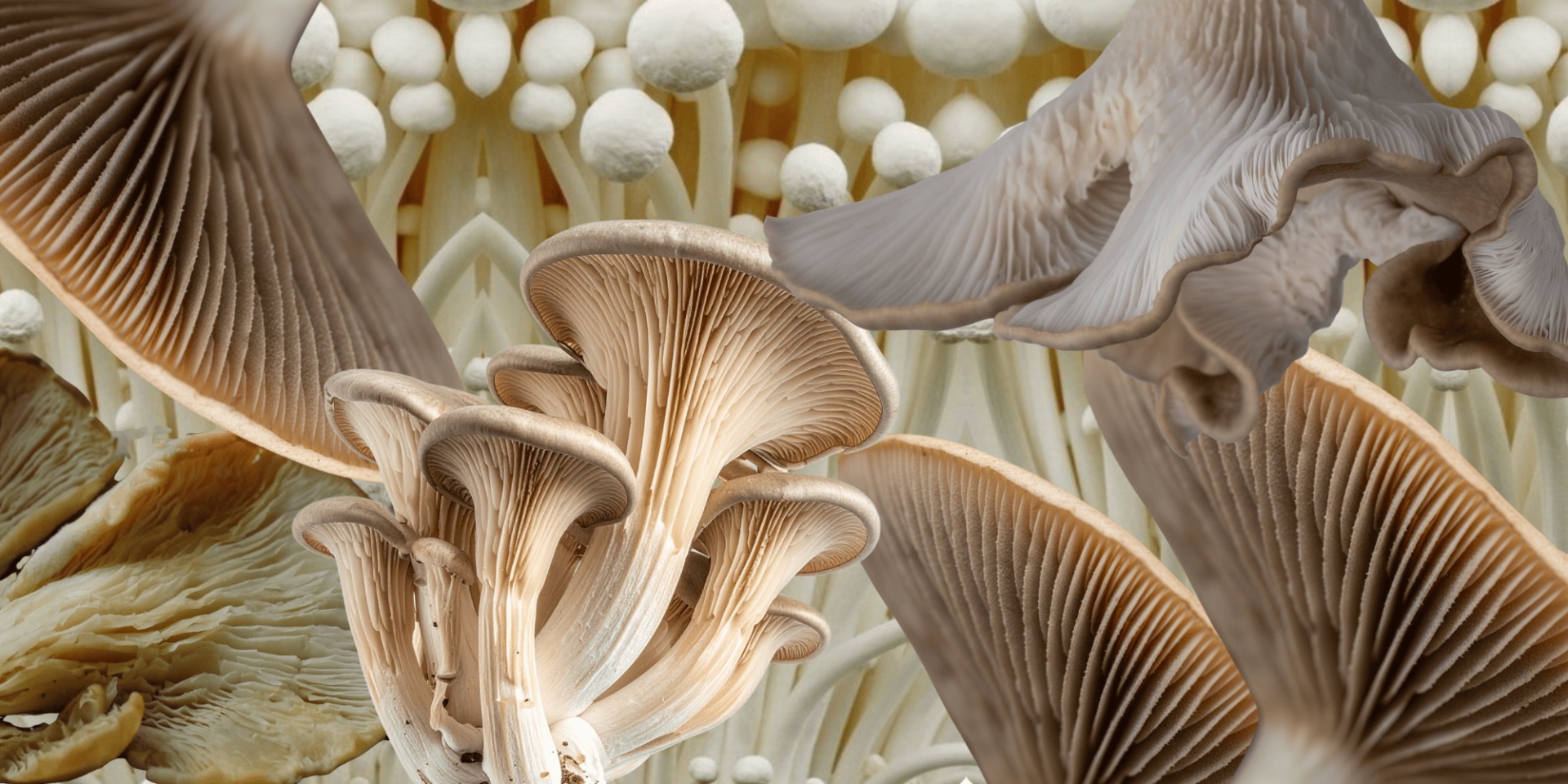 collage of mushrooms