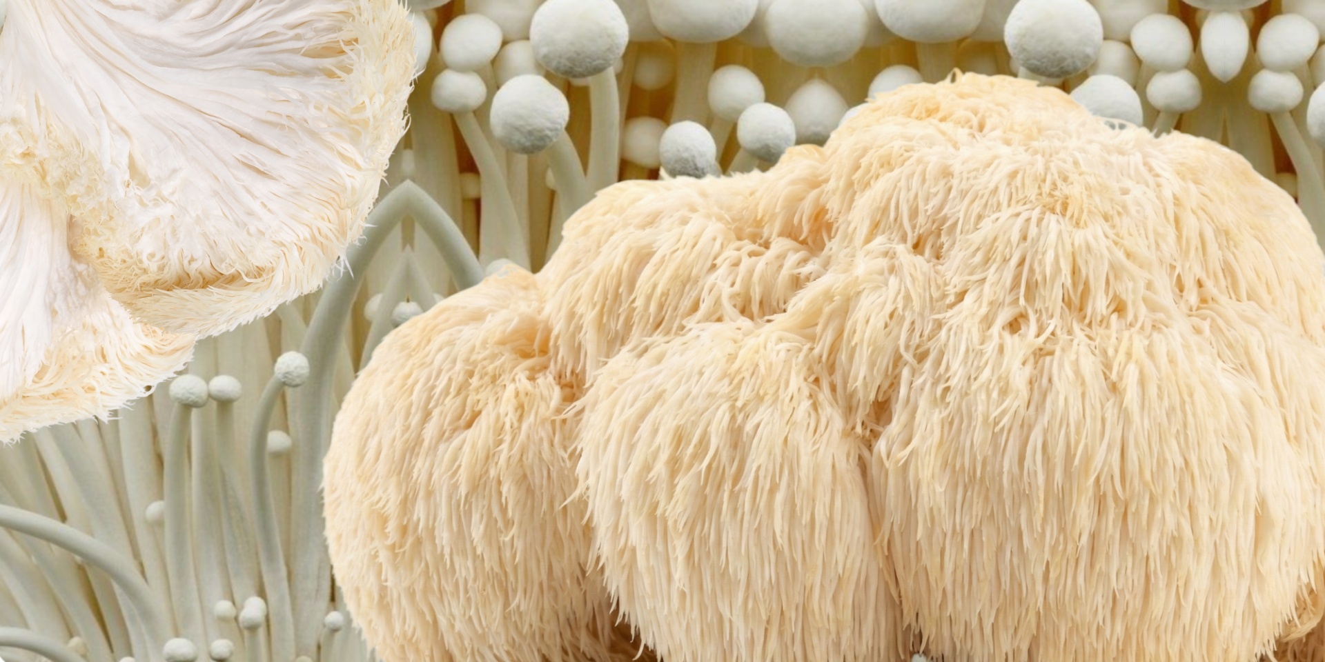 collage of mushrooms