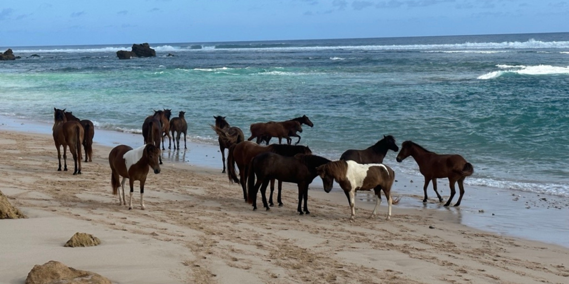 horses on beach