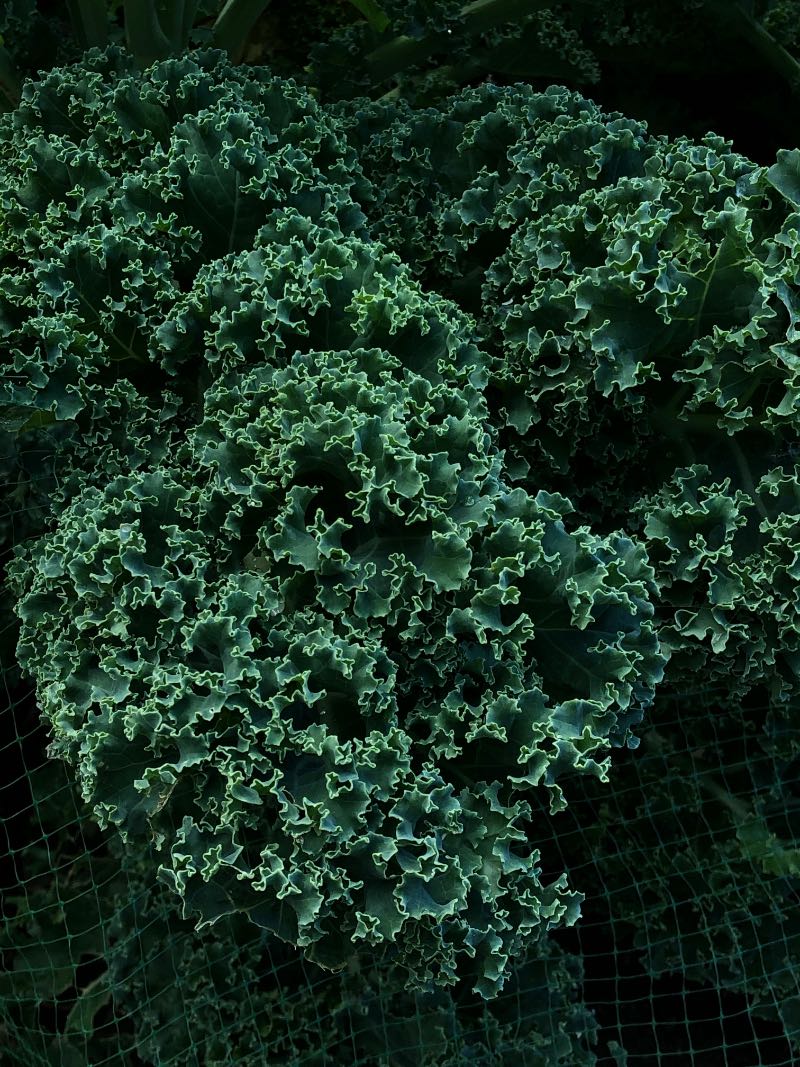kale in basket