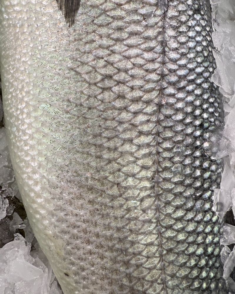 fish scales