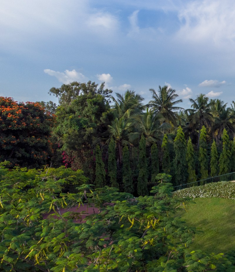 SOUKYA garden with palm trees