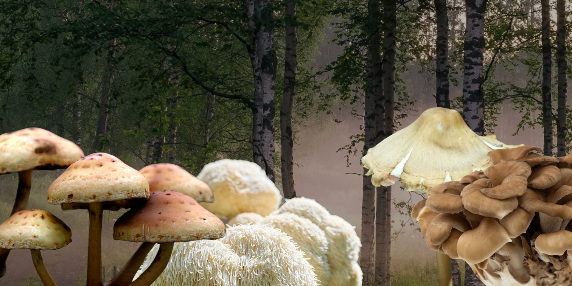 collage of mushrooms on forest