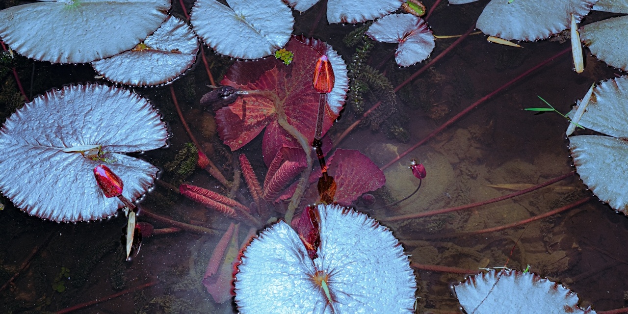 pink water lilys on pond