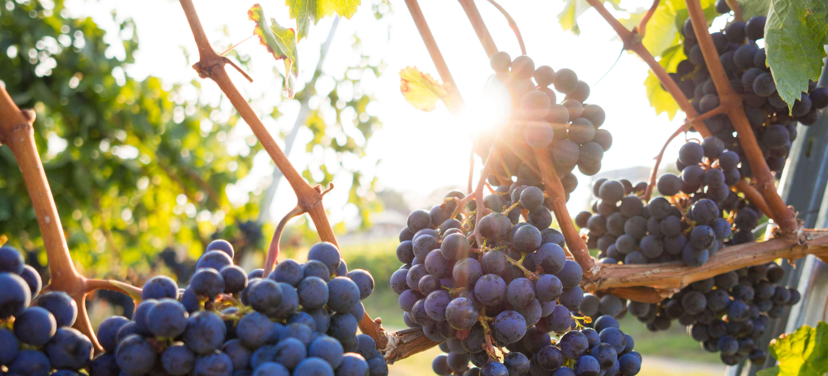 Vineyard - Winery X Webflow Template