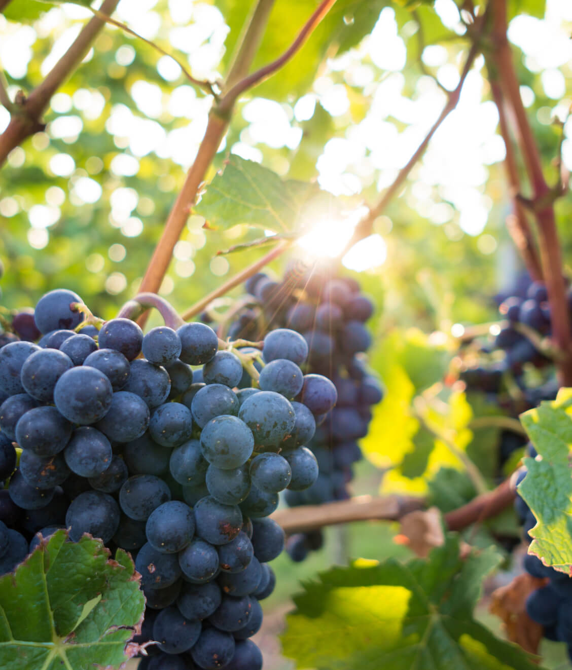 Our Roots - Winery X Webflow Template