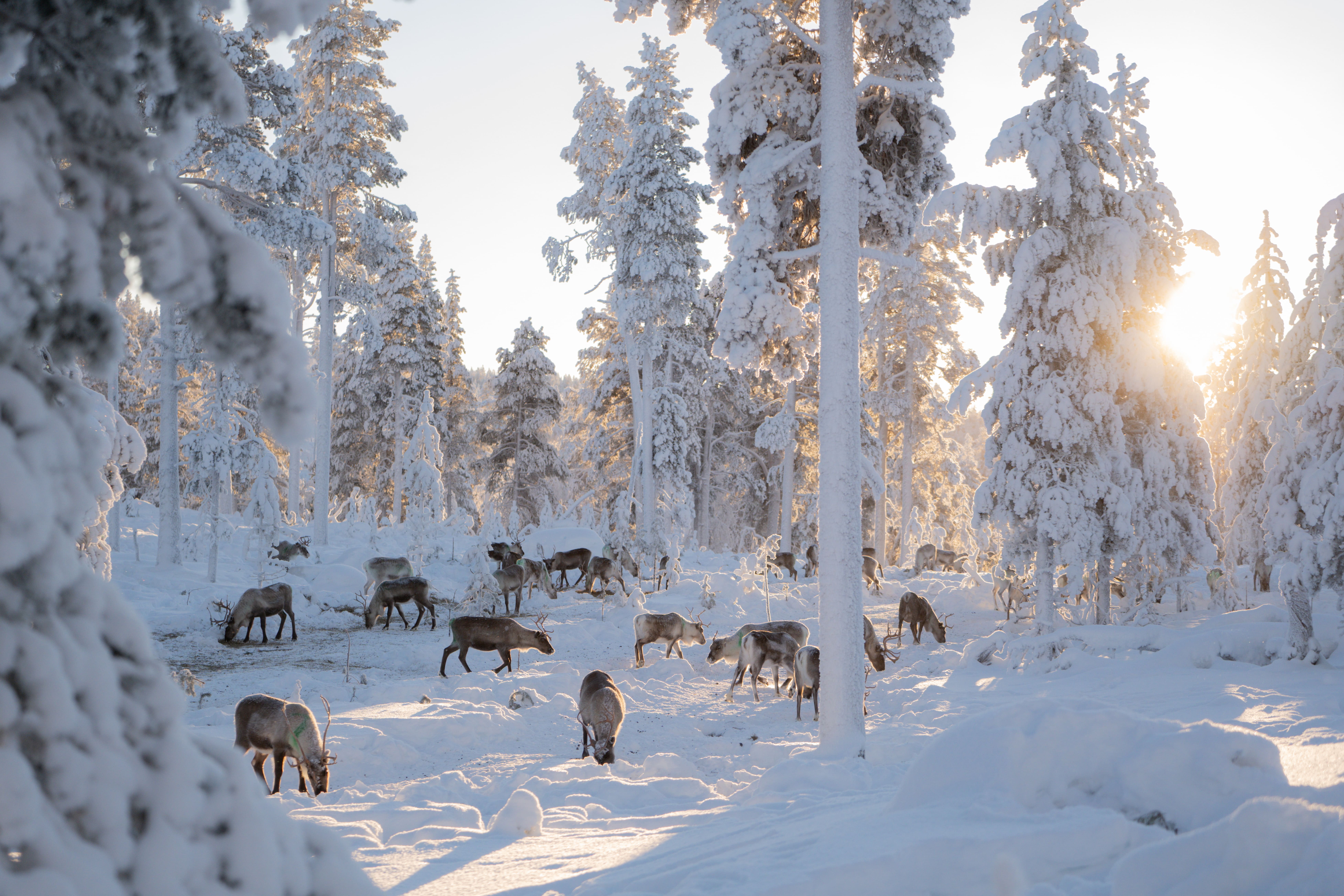 A serene winter forest scene features numerous snow-covered pine trees under a bright sky, illuminated by warm, golden sunlight filtering through the branches. A herd of reindeer with brown and grey fur graze and walk across the deep, pristine white snow, which reflects the golden light and casts long, soft shadows. The trees are heavily frosted, creating a magical, tranquil atmosphere.