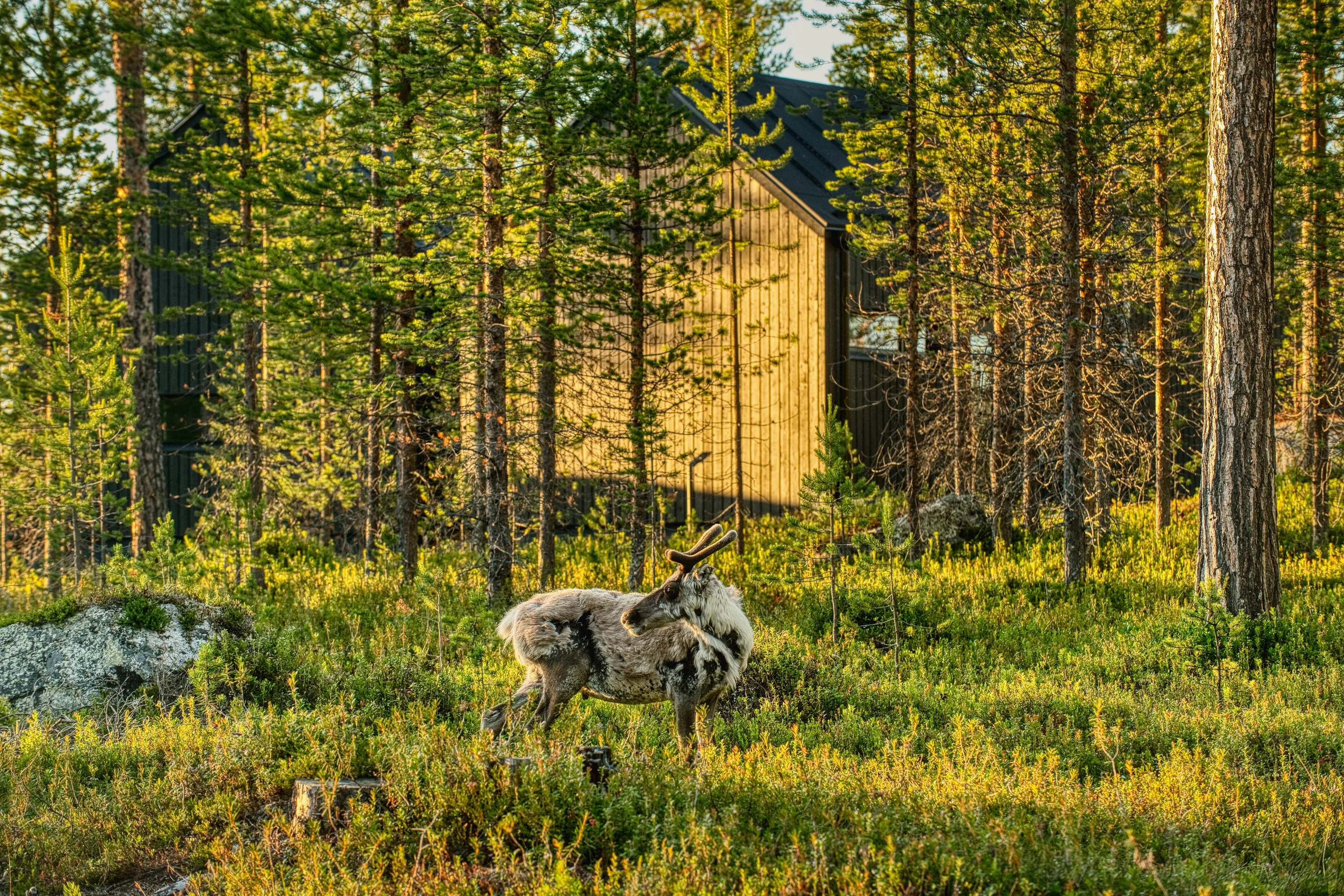A reindeer with mottled grey and dark fur and small antlers stands in a sun-drenched forest clearing. Lush green undergrowth, illuminated by golden light, covers the ground. Behind it, numerous pine trees with green foliage and textured brown trunks rise, with two dark wooden cabins partially visible through the dense woods. The warm, low-angle sunlight casts a golden glow across the entire scene.