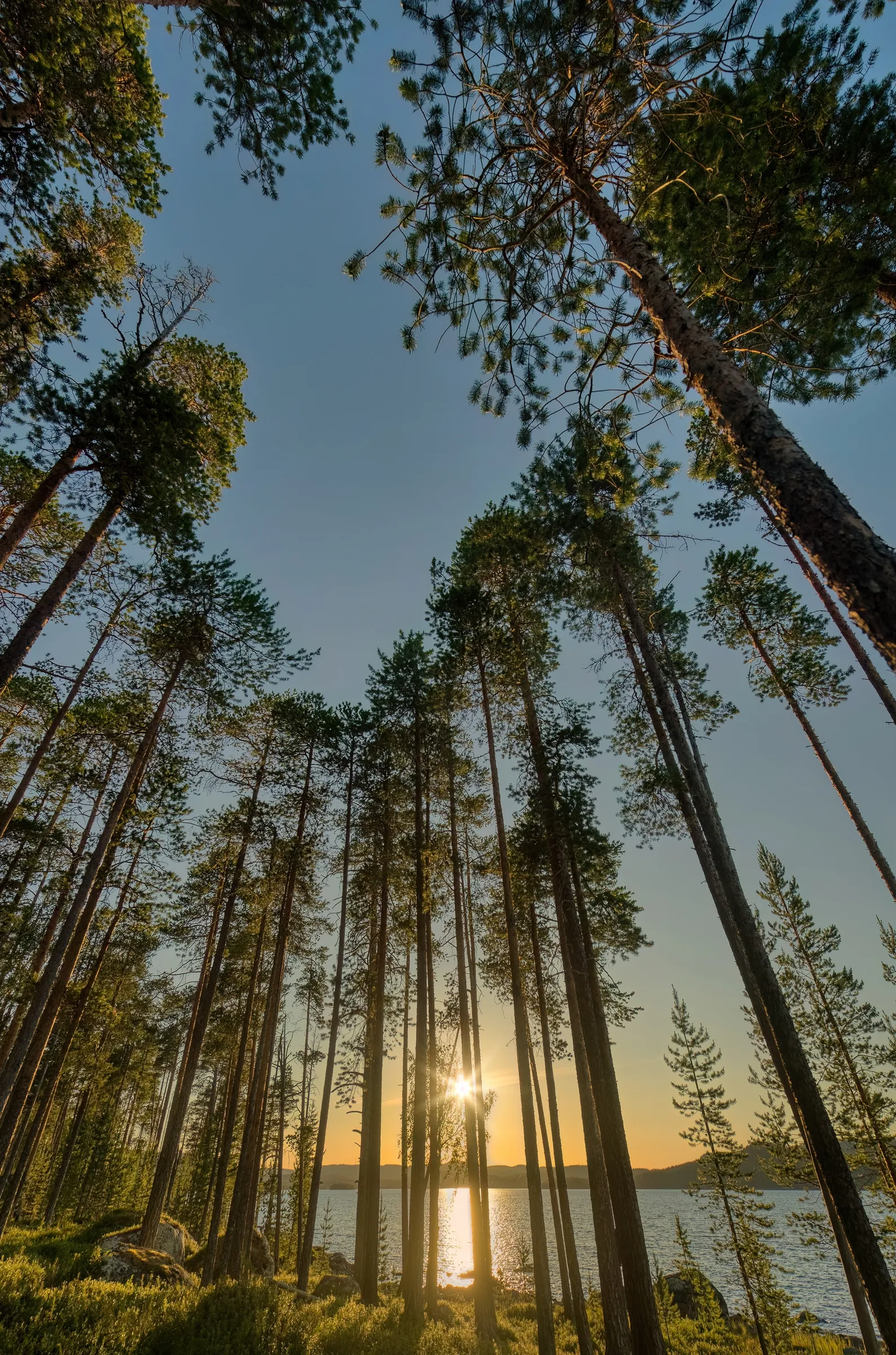 A low-angle perspective looks up through a dense forest of tall pine trees, their dark trunks and green needles framing a clear blue sky that fades to a warm orange horizon. The sun, low in the sky, shines brightly through the trees, creating a golden reflection on the calm lake below and illuminating the vibrant green undergrowth and scattered rocks.