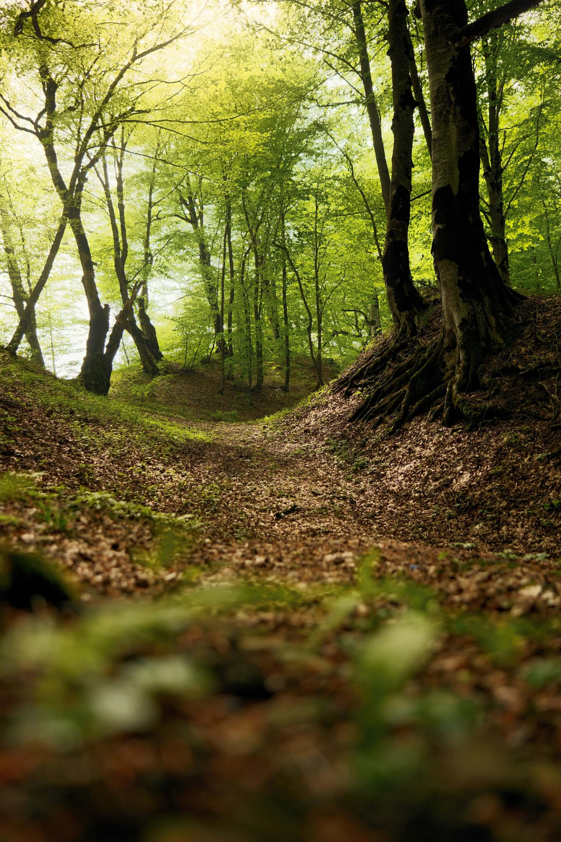 Een stil bankje in een bosrijke omgeving, symbool voor een veilige plek om even te stoppen, adem te halen en kracht te hervinden. Een beeld dat uitnodigt om verder te lezen over begeleiding en herstel voor hulpverleners.