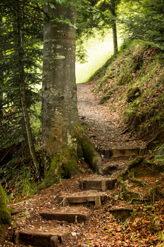 Trap die omhoog voert door een groen, zonnig bos – symbool voor het innerlijke pad van groei, helderheid en stilte. Een uitnodiging om je eigen weg naar herstel en kracht te ontdekken.