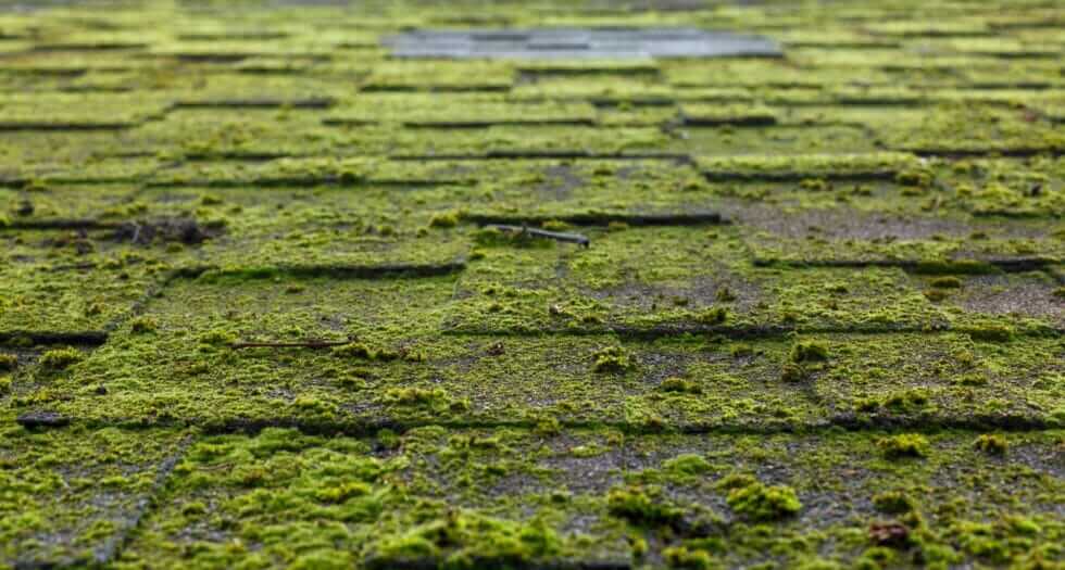 Moss on a roof