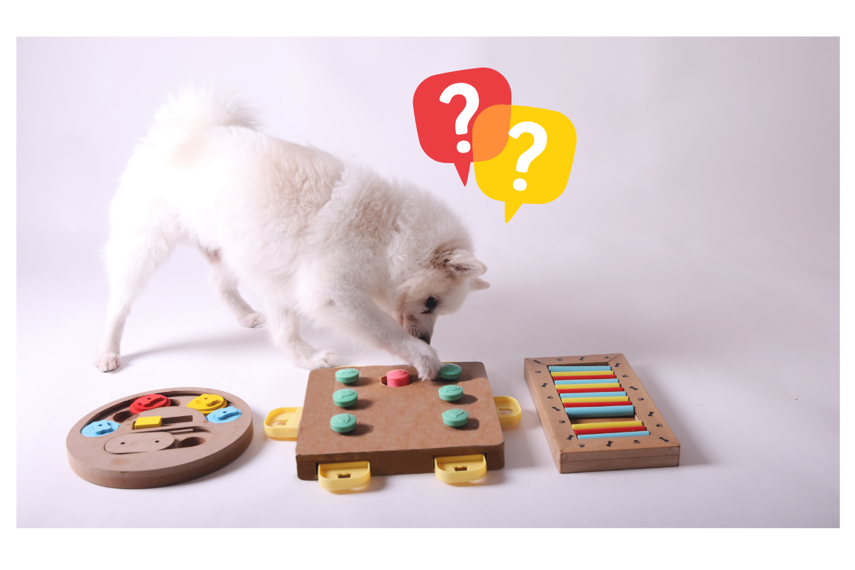 Chien jouant avec un jouet interactif pour stimuler son esprit