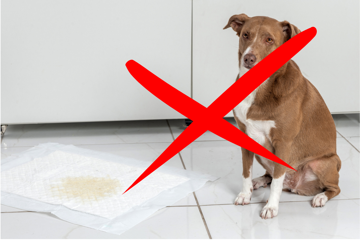 Un chien qui fait ses besoin sur une alèse n'apprend pas la proporeté