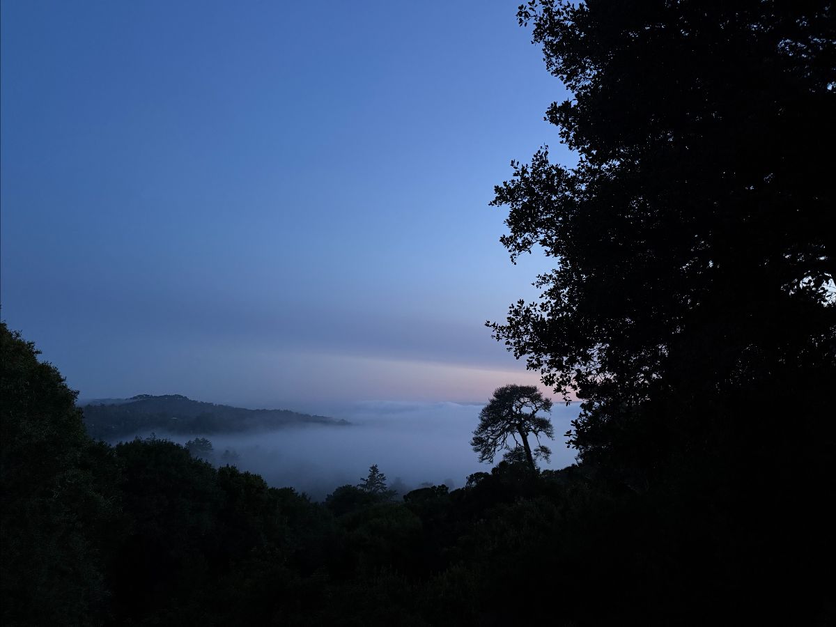Sunrise in Inverness, California. In the foreground, trees. Further beyond, in the direction of Tomales Bay, pink rays and a hill partly obscured by fog.