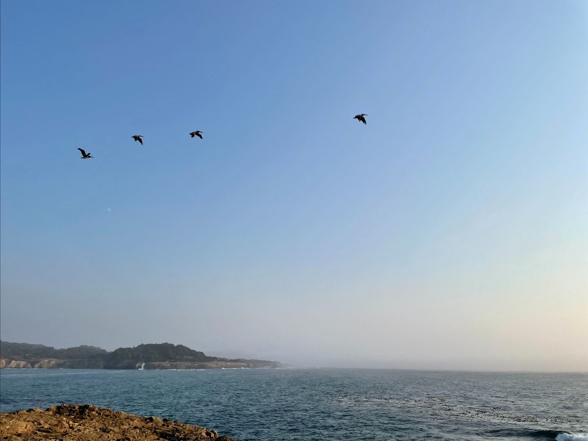 Four pelicans fly over the Pacific ocean.