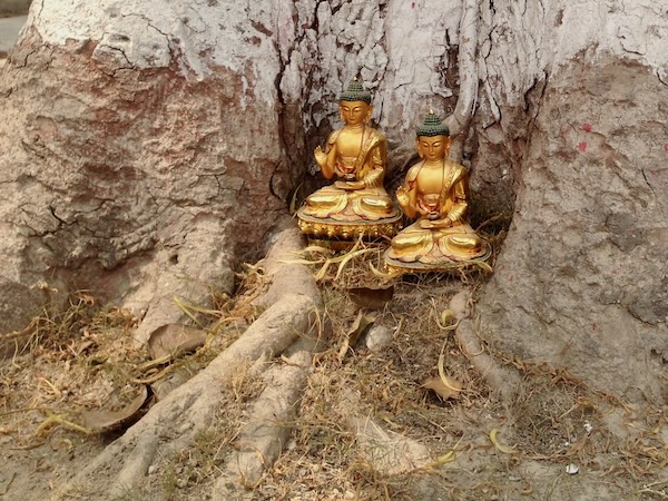 Two small seated golden Buddha statues sit nestled in the base of a tree trunk, one slightly more elevated than the other. The ground is covered in dried grass and leaves. Each statue rests on a base of lotus flowers. The Buddhas' right hands are lifted upwards and their left hands cradle a black bowl in the palms.