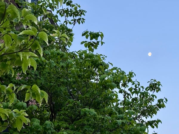 tree in full leaf covers the brick wall of a building. Beyond the tree is a blue sky. In the sky hangs a white moon that is not quite full.