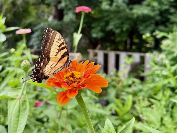 A black and yellow butterfly in side profile rests on a multi-petaled orange flower against a background of green stems and leaves. Several slats of a wood fence appear in the background.