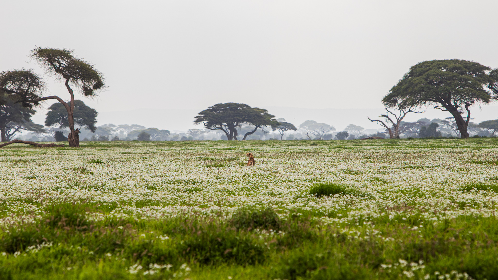 A cheetah in a vast field.