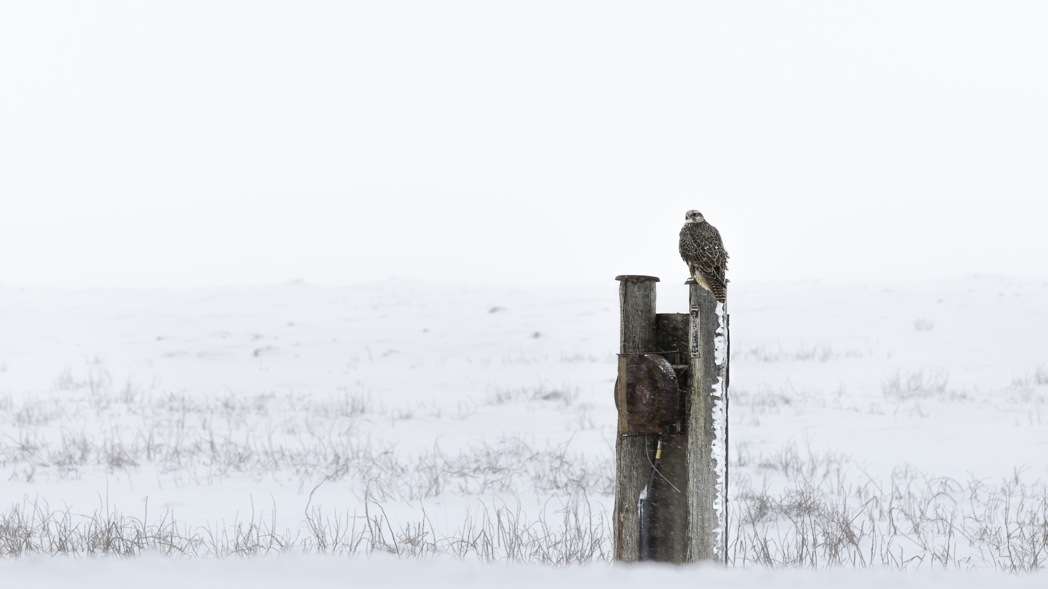 A gyrfalcon sitting on a post.