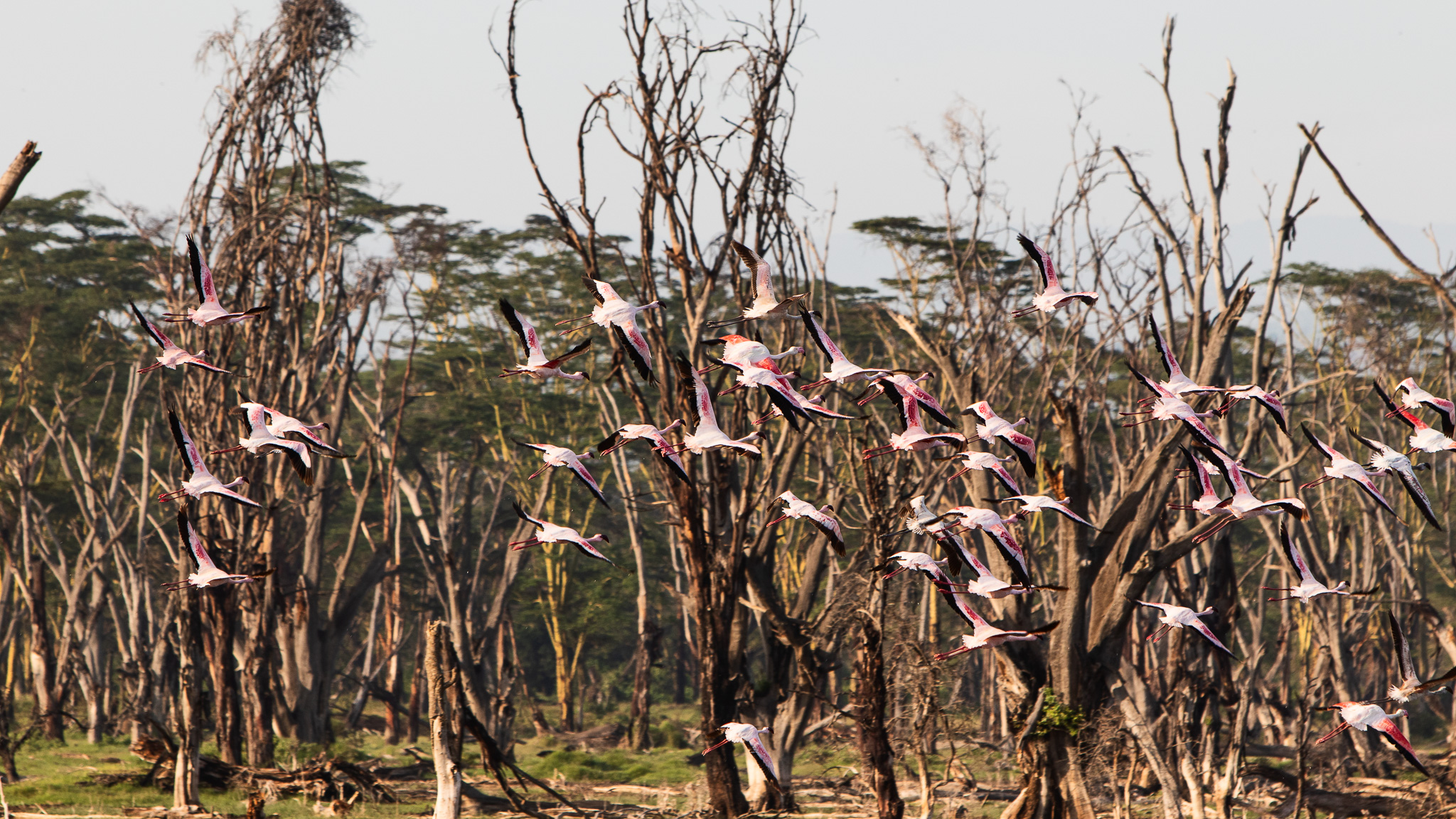 A group of flamingos flying.