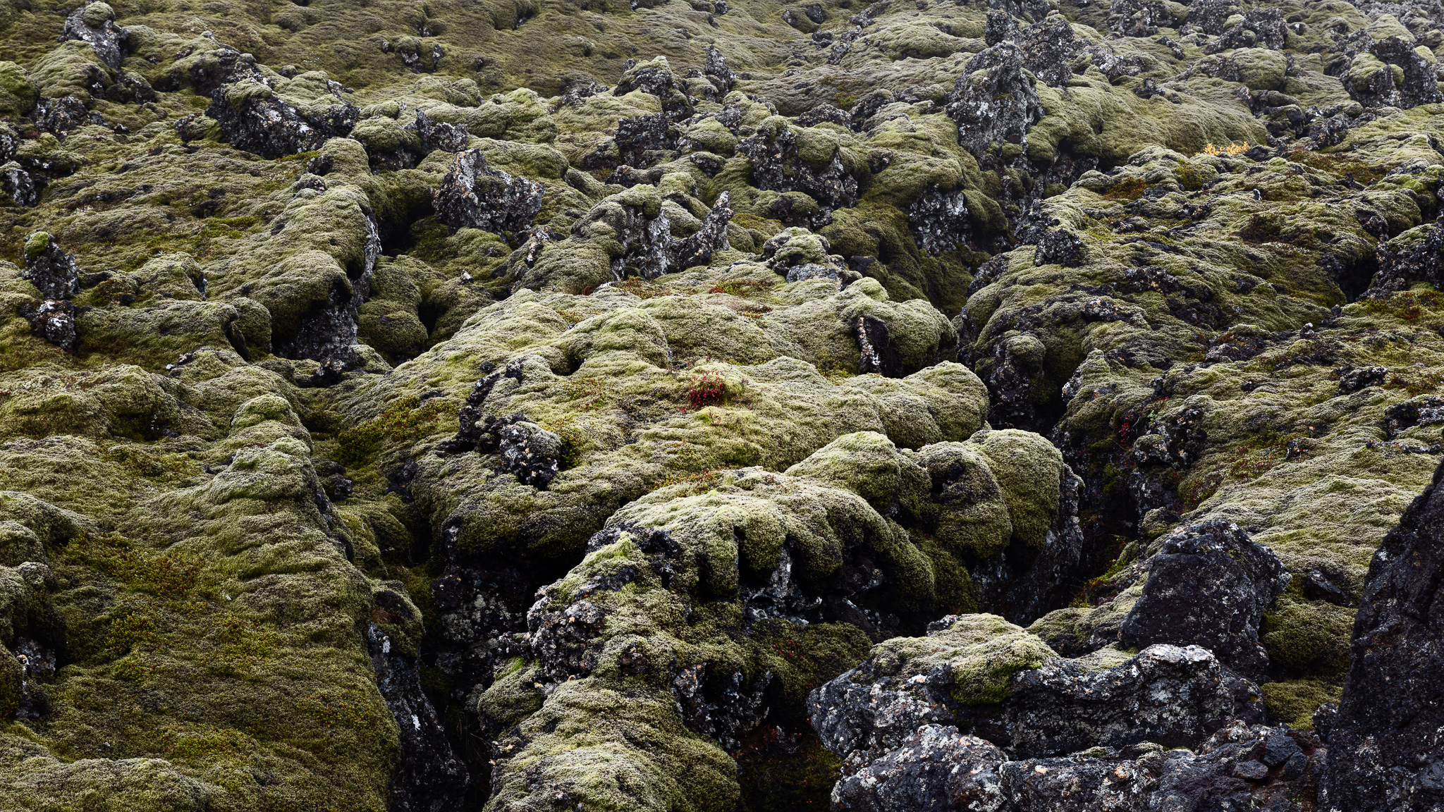 A lava field covered with moss.