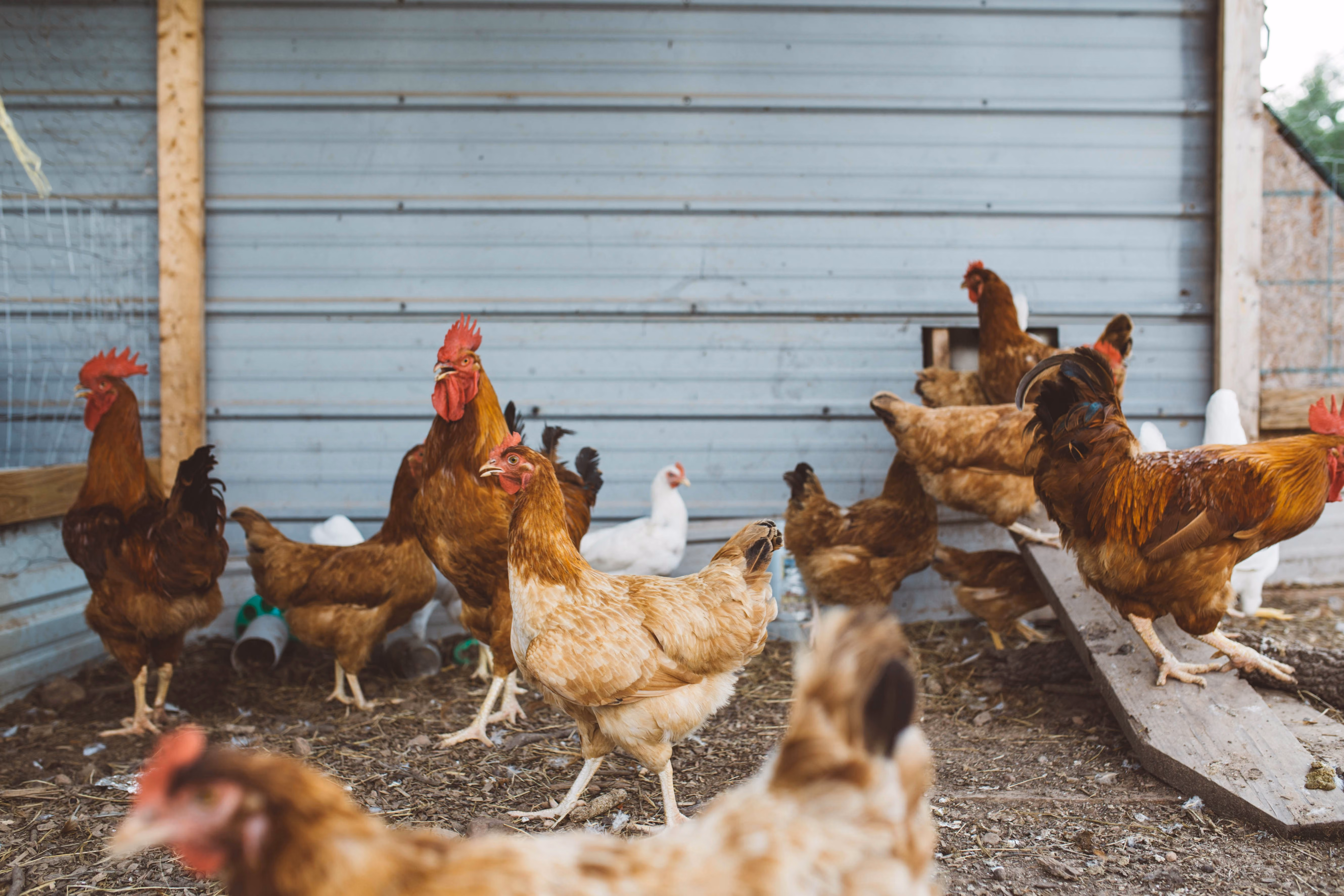 R&D Tax Credits for Agricultural Businesses