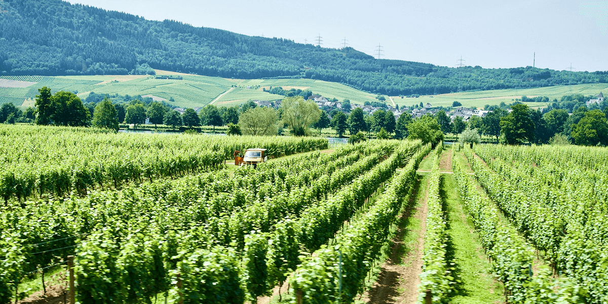 Rows of green grapevines in a vineyard with hills and trees in the background on a sunny day.