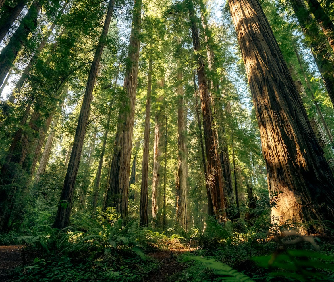 Sunlight filtering through tall redwood trees and dense ferns in a lush forest.