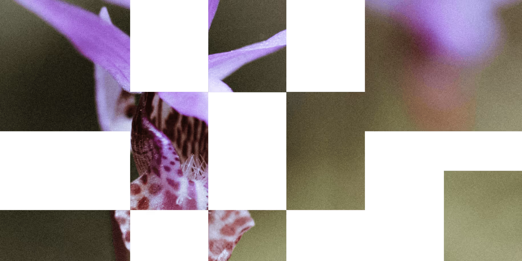 A fenwick glyph showing an orchid