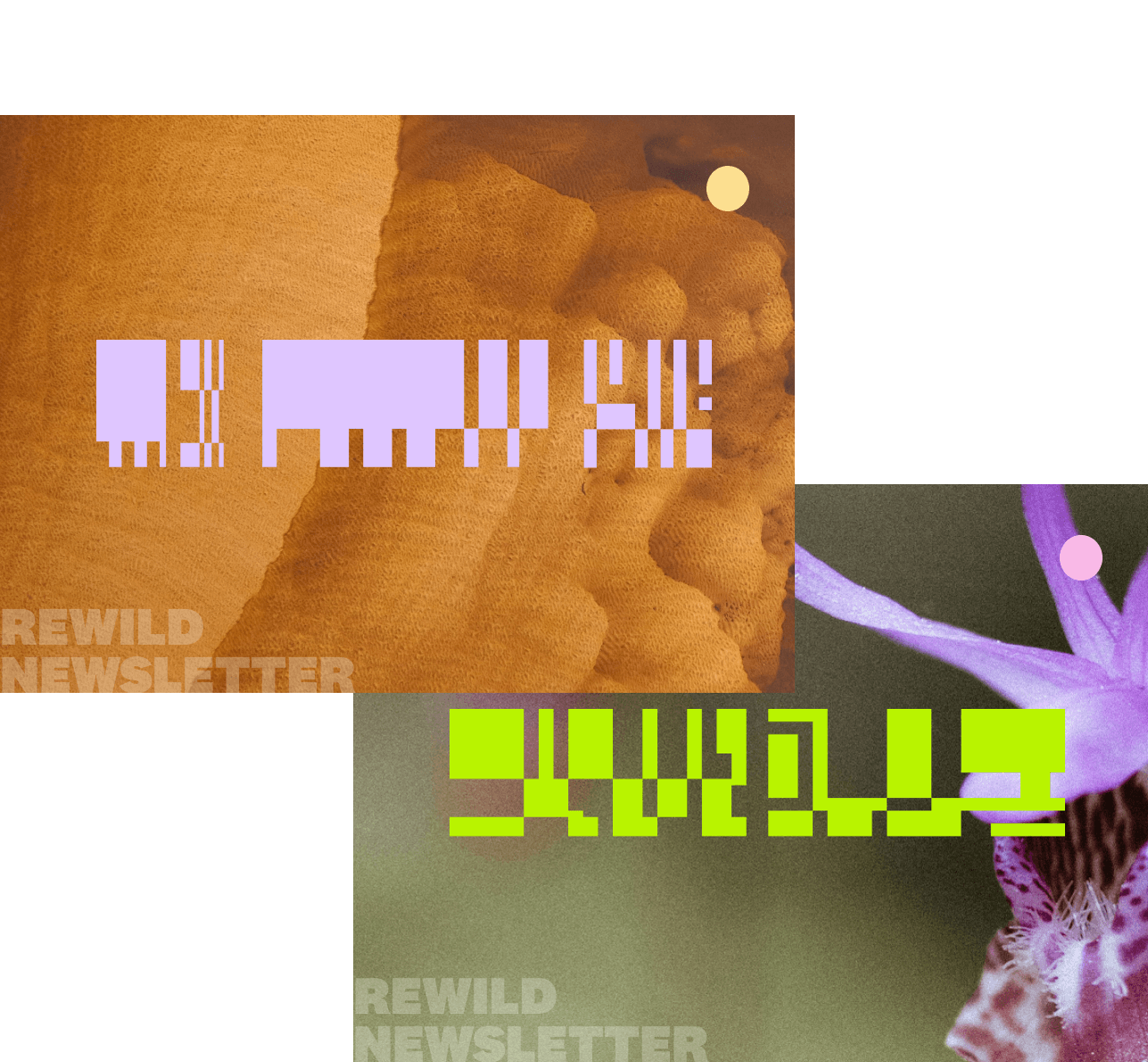 Nature photos and glyphs representing the Fenwick newsletter, the rewild newsletter