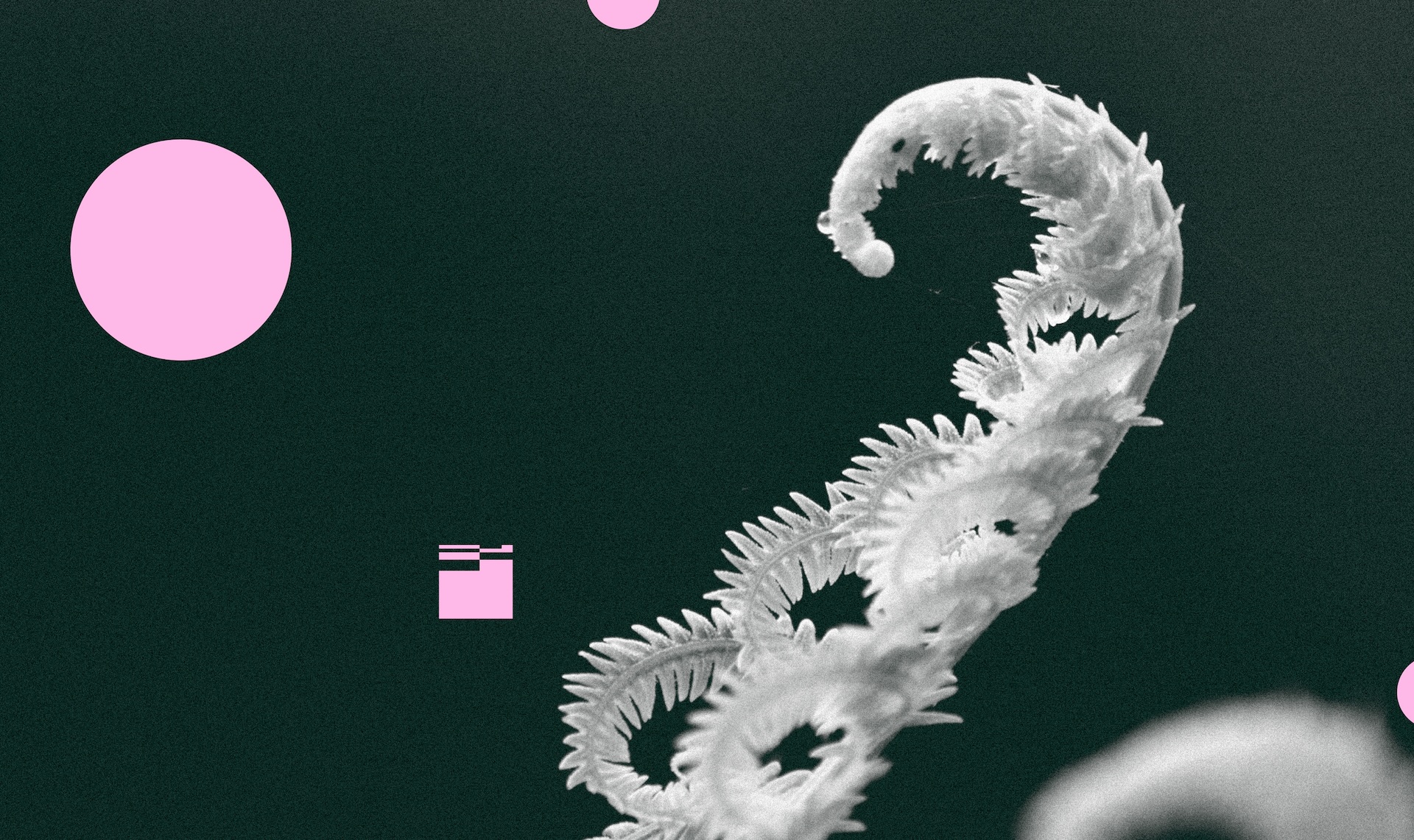 The fenwick monogram curled around a fern in grayscale; Fenwick's website header image