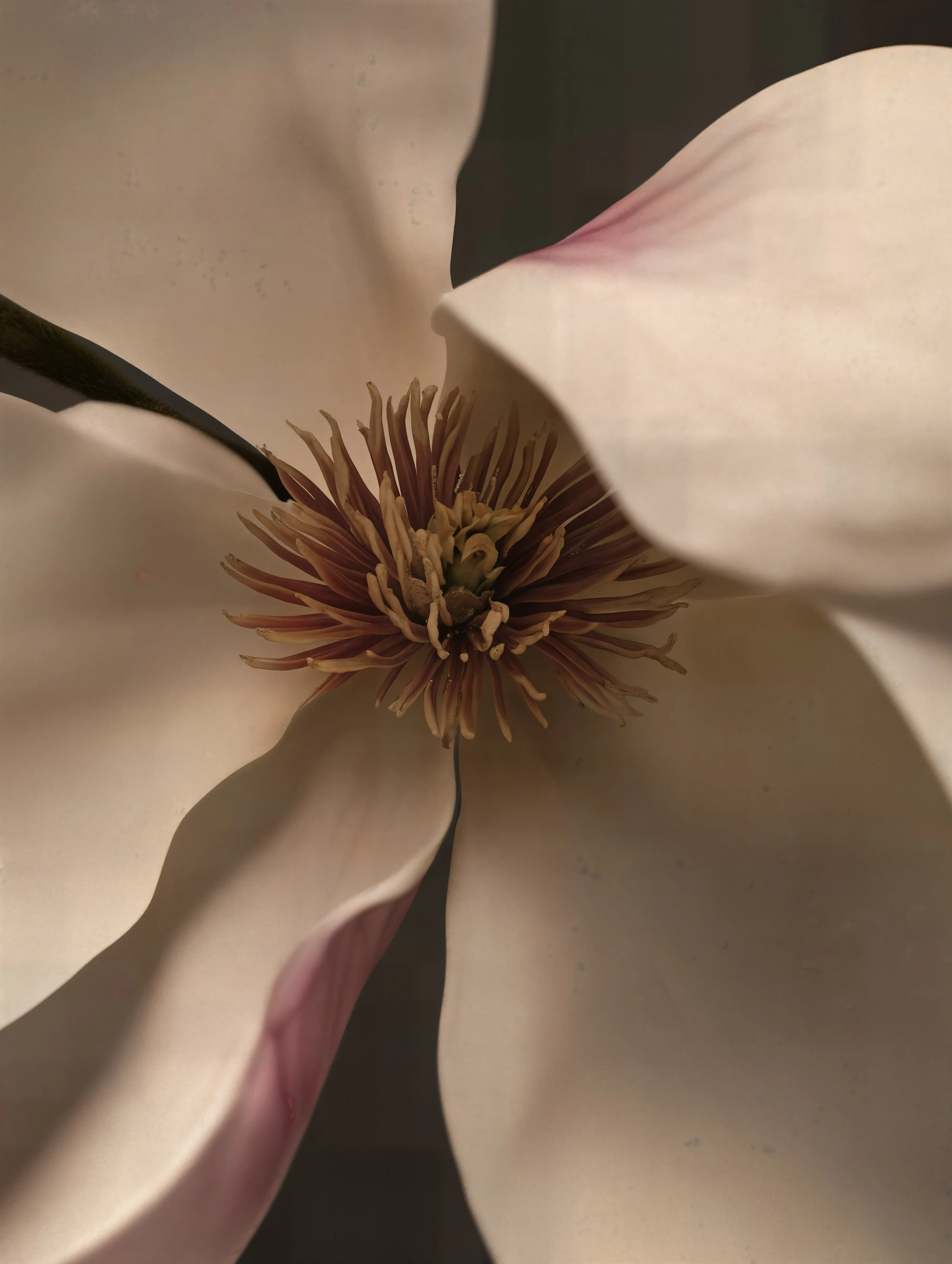 Magnolia Flower