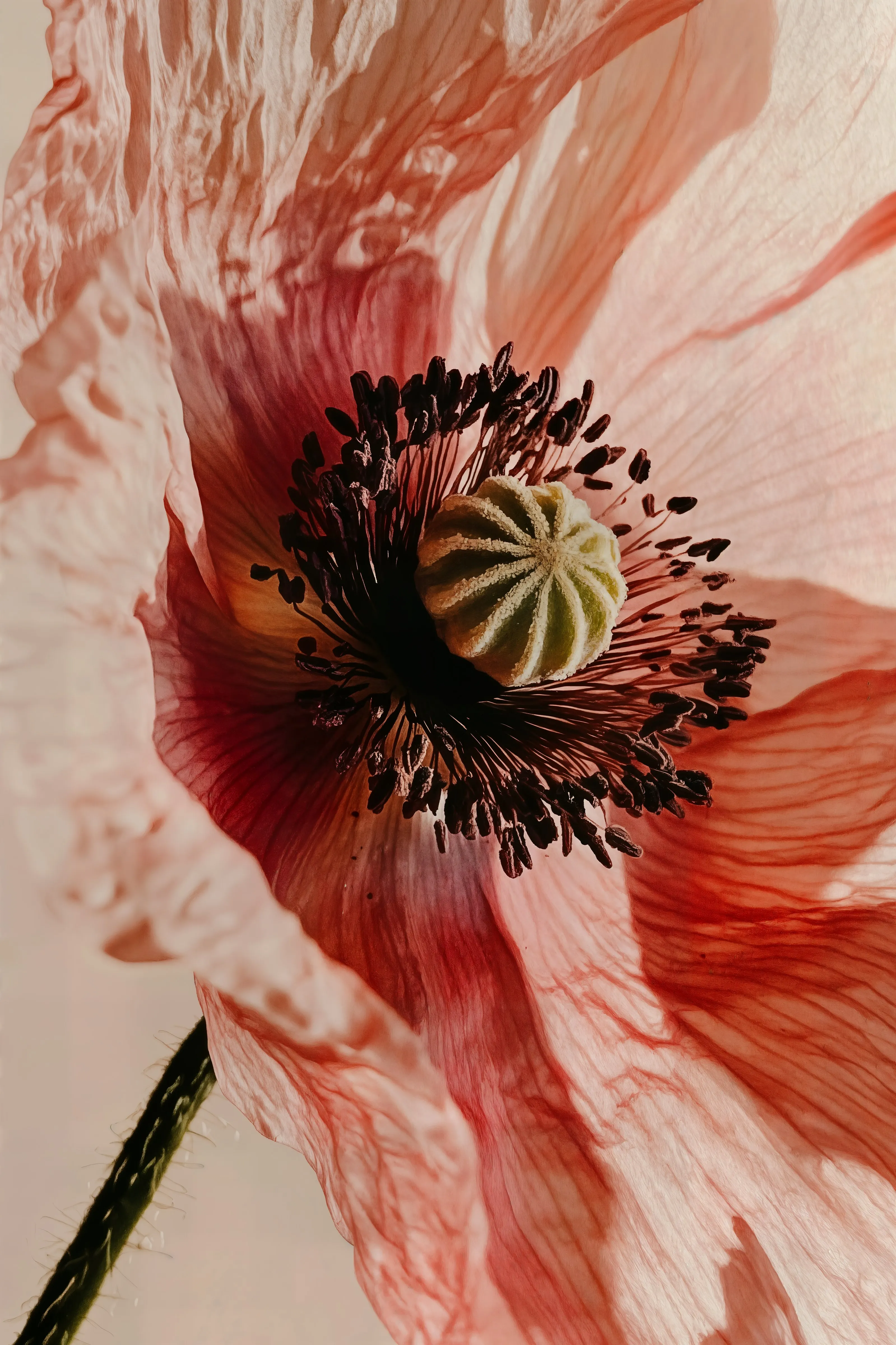 Poppy Flower